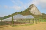 Grape Greenhouse Farm Near Mountain Stock Photo