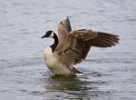 Isolated Photo Of A Canada Goose With The Beautiful Wings Stock Photo