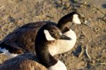 Beautiful Couple Of The Canada Geese Stock Photo