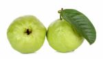 Guava Fruit Isolated On The White Background Stock Photo