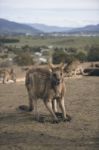 Kangaroos Outside Stock Photo