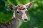 Close-up Of A Red Deer (cervus Elaphus) Hind Stock Photo