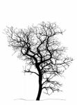 Dead Tree Without Leaves Isolated Stock Photo