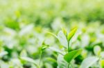 Tea With Refreshing On Farm Stock Photo