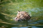 Orange Jaguar Swimming Stock Photo