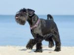 Portrait Of A Miniature Schnauzer On The Beach Stock Photo