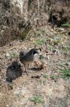 California Quail (callipepla Californica) Stock Photo