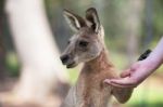 Kangaroo Outside Stock Photo