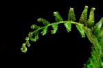 Freshness Fern Leaf On Black Background Stock Photo