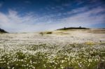 Flower Field Stock Photo