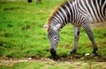 Zebra Stock Photo