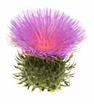 Thistle Stock Photo