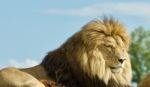 Photo Of A Couple Of Lions Laying Together Stock Photo