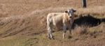 Cow In The Country Stock Photo