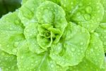 Fresh Water Dew On Leaves Of Green Vegetable Stock Photo