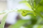 Green Polyphemus Caterpillar Eating Leaf Stock Photo