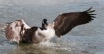 Picture With A Canada Goose Landing On Icy Water Stock Photo