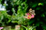 Butterfly In The Garden In Summertime Stock Photo