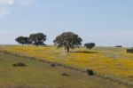 Spring Landscape In Alentejo Stock Photo