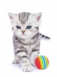 Young Standing Silver Tabby Cat With Colorful Ball Stock Photo