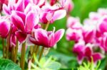 Pink White Cyclamen Flower In Garden Stock Photo