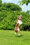 Collie Dog Catching A Ball Stock Photo