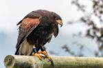 Harris Hawk (parabuteo Unicinctus) Stock Photo