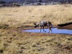 Wild Dogs In Namibia Stock Photo