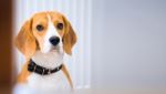 Portrait Of Beagle Stock Photo