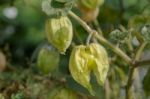 Cape Gooseberry (physalis Peruviana) Stock Photo