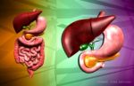 Digestive System Stock Photo