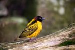 Black-headed Weaver (ploceus Cucullatus) Stock Photo