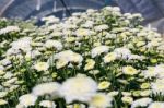 White Chrysanthemum Morifolium Flowers Garden Stock Photo