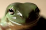 Green Tree Frog Stock Photo