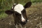 Curious Calf Stock Photo