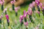 Spring Field Of Lavender Flowers In The Summer Stock Photo