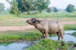 Buffalo Played Mud In Thailand Stock Photo