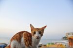 A Cat Looking Around By Enthusiasts Stock Photo