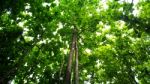 Beautiful Green Forest In Summer Stock Photo