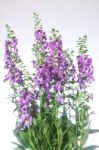 Angelonia Flower Stock Photo