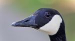 Beautiful Background With A Cute Canada Goose Stock Photo