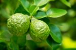 Kaffir Limes Stock Photo