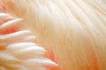 Greater Flamingo Feathers Stock Photo