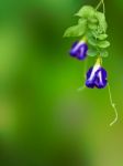 Clitoria Ternatea Stock Photo