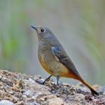 Female Blue-fronted Redstart Stock Photo