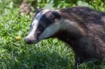 Close-up Shot Of An European Badger Stock Photo