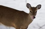 Beautiful Isolated Picture With A Wild Deer With A Tongue Stock Photo