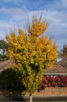 Autumnal Colours  Of A Maple Tree In East Grinstead Stock Photo