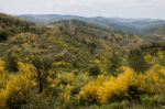 Spring Algarve Landscape Flora Stock Photo