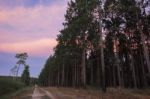 Pine Trees Forest In The Late Afternoon Stock Photo